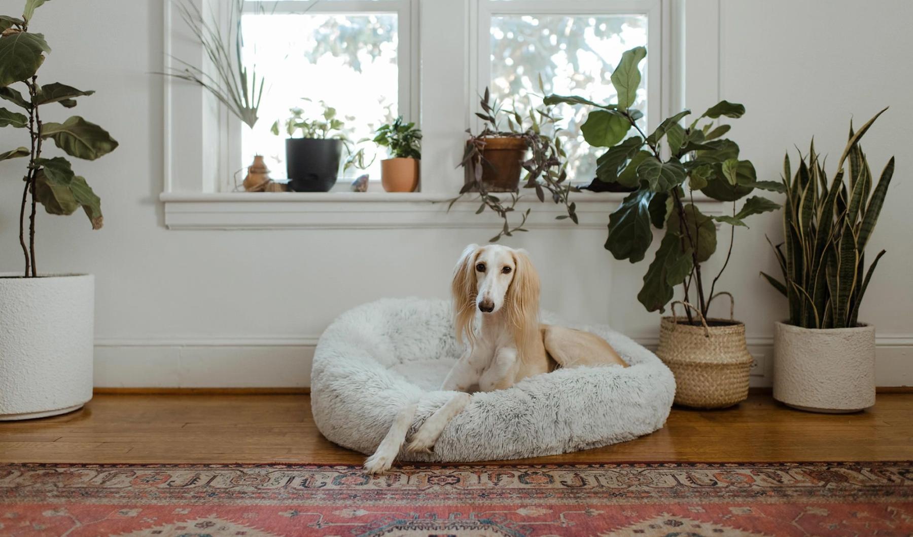 large dog sits in its bed under a windowsill full of potted plants
